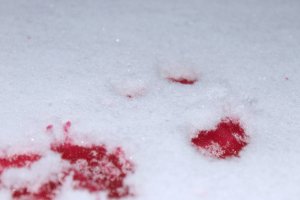blood_in_the_snow_by_scout2freak-d5nvw1f
